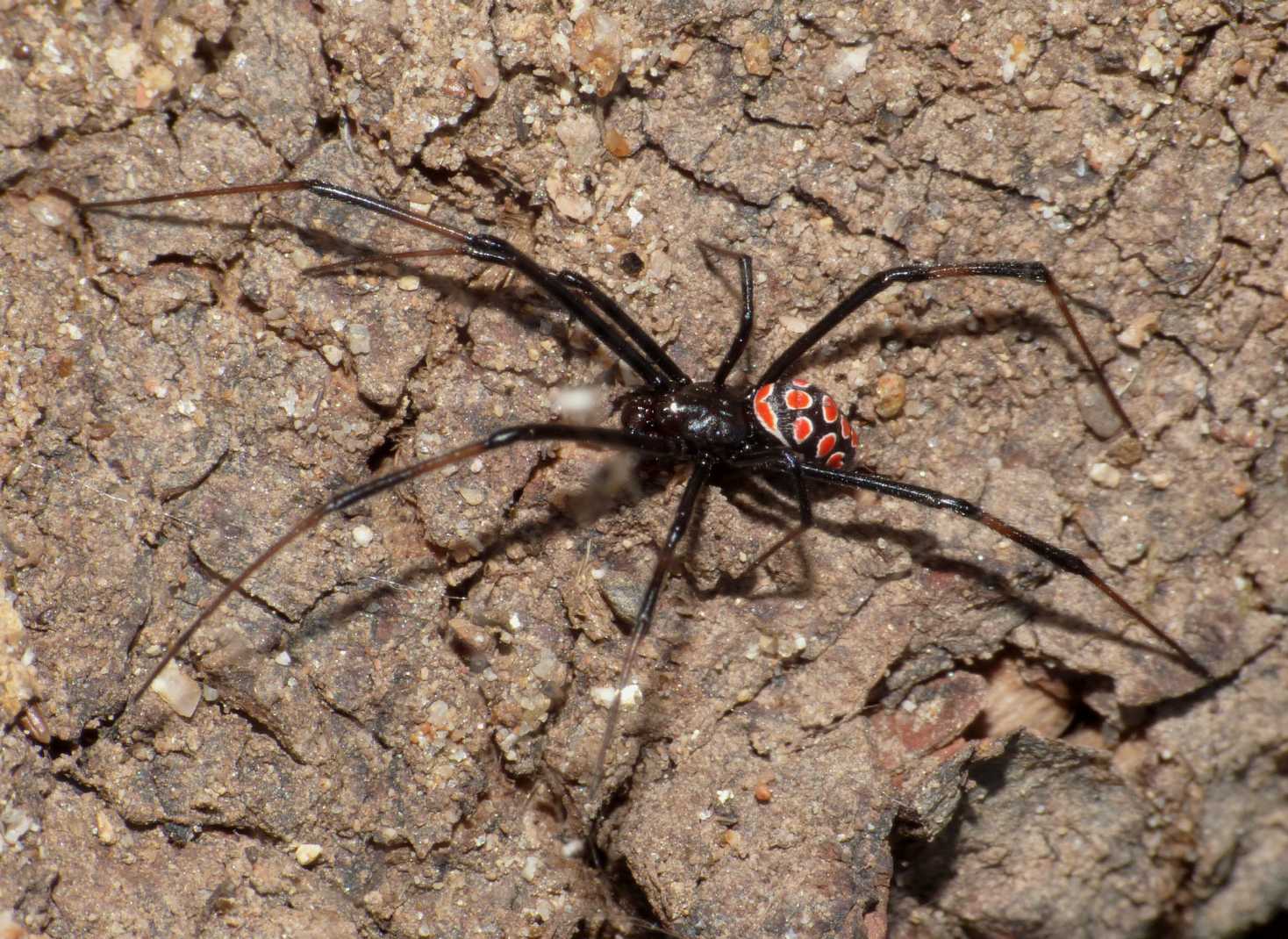 Latrodectus tredecimguttatus: maschi scapoli e ammogliati